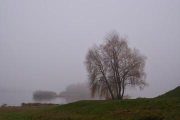 Obraz na płótnie Canvas Willow on a background of morning fog and a river. Autumn landscape