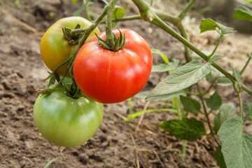 Ripe and unripe tomatoes growing on bush in the garden