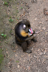 Male baboon sitting on the ground.