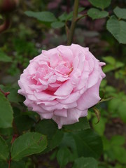 Цветок роза розовая 