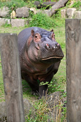 Detail of the head of an adult hippo outside.