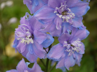 Цветок дельфиниум фиолетово-синий 