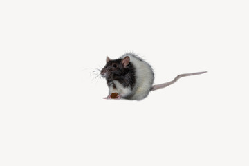 white rat on white background