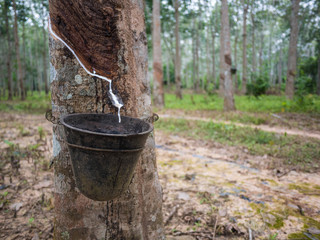 Latex collection from the rubber tree