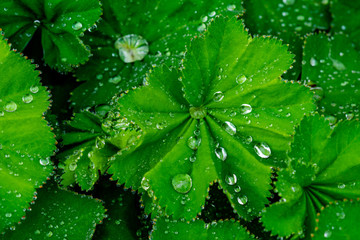 Tropfen-Tau-Regen Lotuseffekt