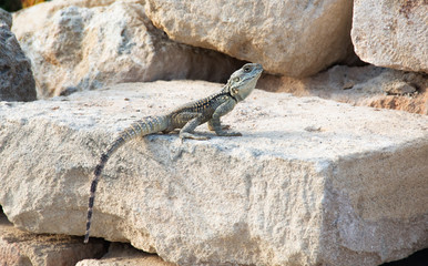 Iguana lizard sitting on stones