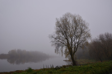 Willow on a background of morning fog and a river. Autumn landscape