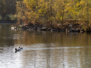 River bank with two ducks swimming on water surface with trees surrounding the river