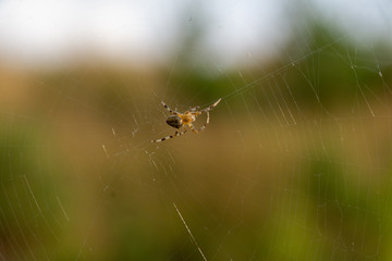 araña en su red