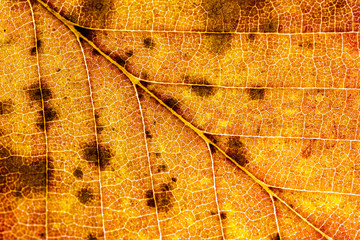 autumn yellow leaf