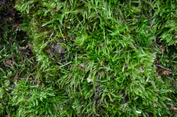 green moss
