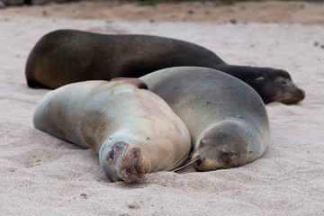 Frontal view of two Galapagos sea lions seen lying close on beach with other darker animal in soft focus background, Puerto Baquerizo Moreno, San Cristobal, Galapagos, Ecuador