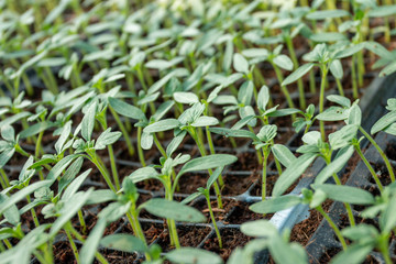 Small seedlings in the planting tray, The vegetable tray in the farm.