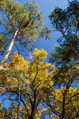 Autumn trees against a clear blue sky. Yellow oaks and tall green pine trees in the autumn park on a sunny day. Bright fall background. Vibrant colors
