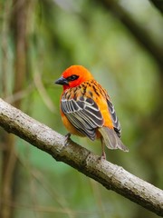 Red Foudia Madagascariensis in Mauritius blurry background bokeh