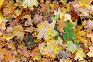 Autumn texture of leaves on the ground