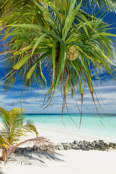 Pandanus Palm Fruit