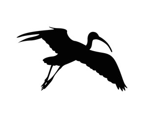 Ibis bird vector silhouette