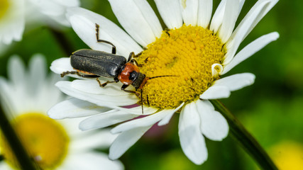 Insekten