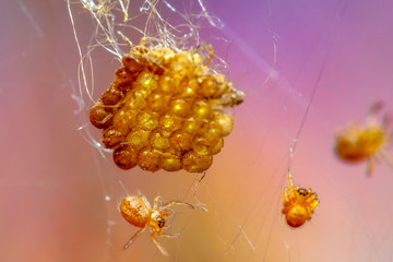 Beautiful spiders  on a spider web- Stock Image  