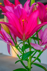 Obraz premium Lily garden.