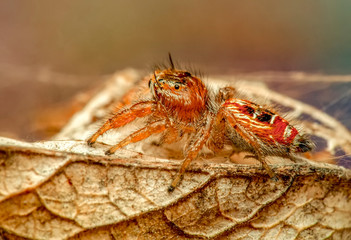 Close up  beautiful jumping spider  - Stock Image 
