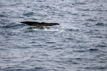 Fototapeta premium plunging whale fluke of sperm whale diving at Andenes, Norway