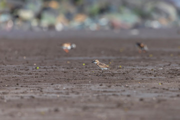 Foraging Little stint Calidris minuta on spring migration. At bassien Beach Mumbai  Maharashtra India.