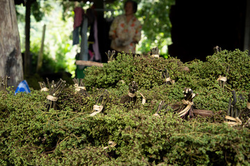 Zanthoxylum limonella Alston