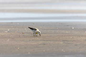 Foraging Little stint Calidris minuta on spring migration. At bassien Beach Mumbai  Maharashtra India.