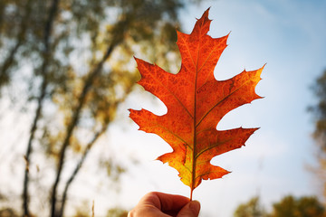 Bright orange red autumn leaf in human hand against clear sky