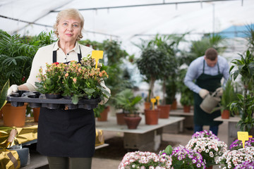 Woman gardener is transplanting flowers in pots