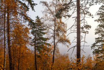 Fototapeta premium Autumn forest in the morning fog, natural light