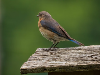 Blue birds
