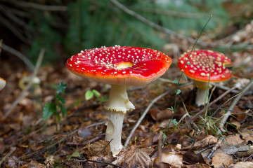 Amanita muscaria mushrooms growing wild