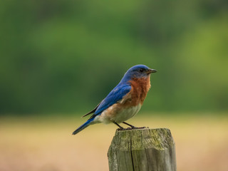 Blue birds