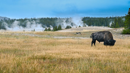 Fototapeta premium Bison in the Meadow