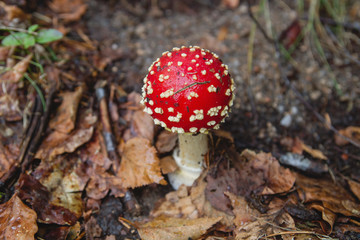 Amanita muscaria young mushroom close up
