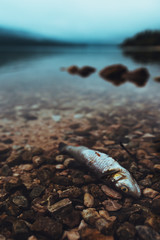 Dead fish on the lakeshore in misty morning
