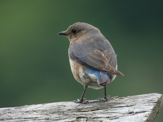 Blue birds