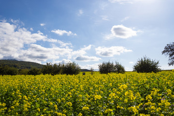 Beautiful mustard field in germany near the black forest