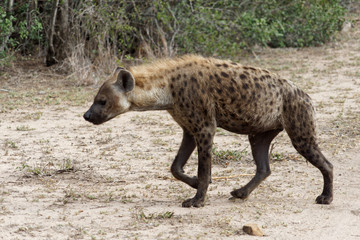 Hyena