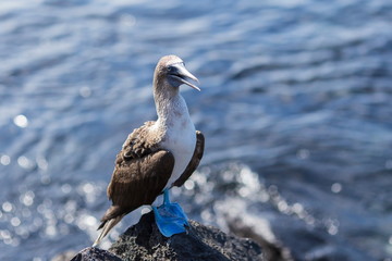 Adult blue-footed booby perched on rock with beak open and sea in soft focus in the background, Puerto Baquerizo Moreno, San Cristobal, Galapagos, Ecuador