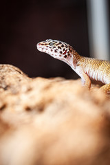 Leopard Gekko