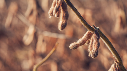 Soybean pods selective focus