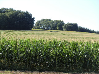 Champ de maïs