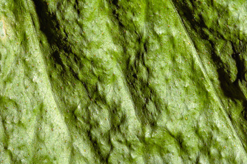 close up of dry green leaf, textured abstract background with green leaf
