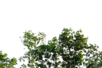 Tall tropical tree on white isolated background for green foliage backdrop