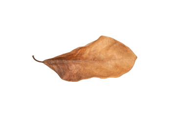 Dry leaf in isolated with clipping path,Brown color