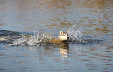 Fototapeta premium Hunting dog swimming in the water.